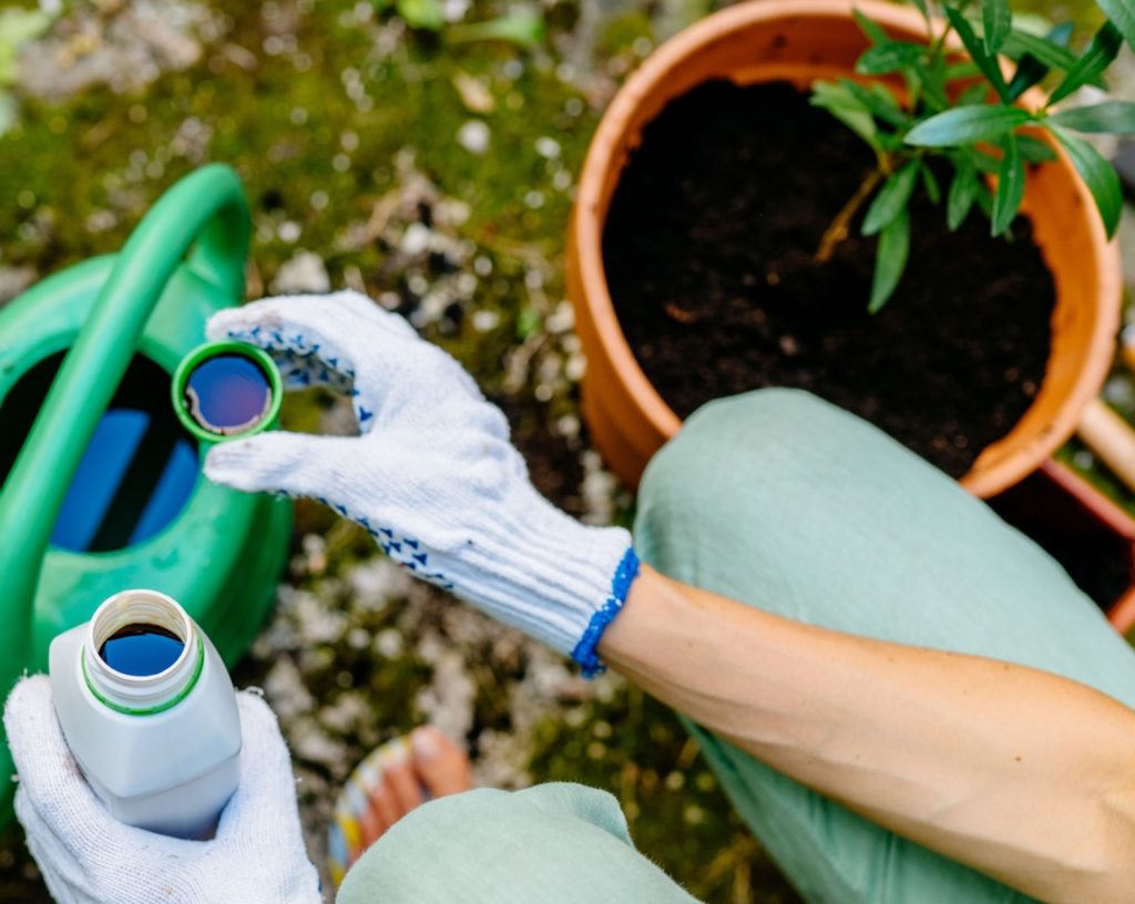 a lid full of plant fertiliser being added to water in a watering can next to an oleander plant growing in a container