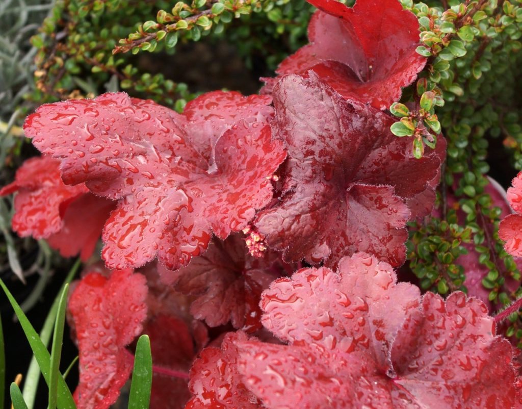 heuchera 'fire alarm' with big red leaves covered in water growing next to a green shrub