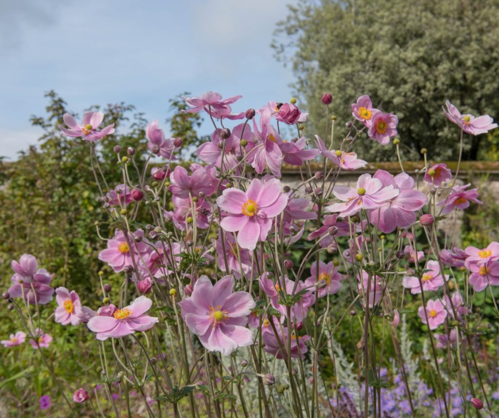 pink flowering anemone hupehensis with tall stems growing outside in a flower bed