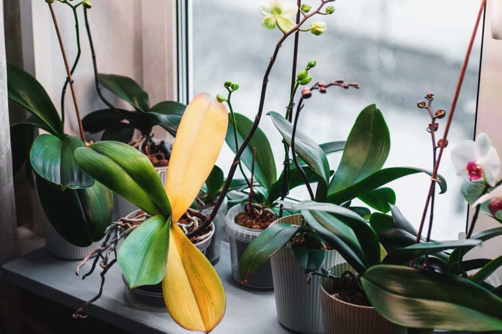 potted orchids of various types growing on a windowsill inside