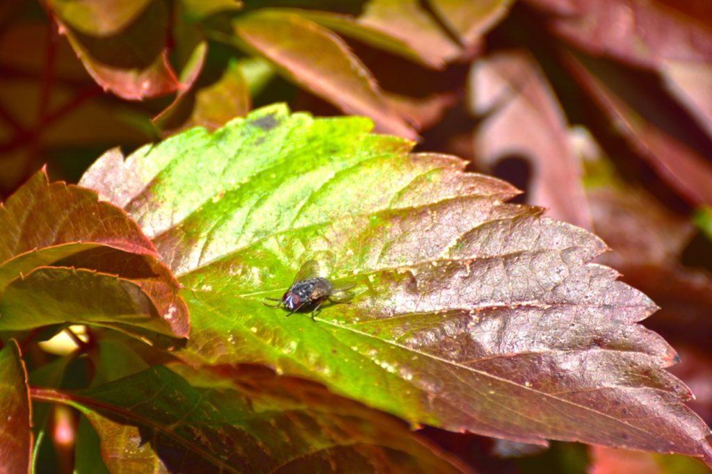 magnified view of a fly on the green and purple leaf of a Virginia Creeper plant
