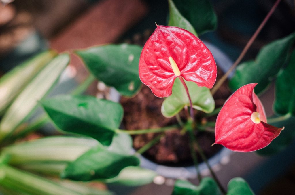 birds eye view of a flamingo plant with red spathes and green leaves growing in a large pot indoors