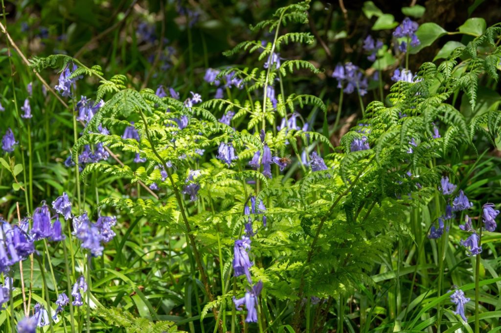 bluebells with light purple flowers growing with ferns