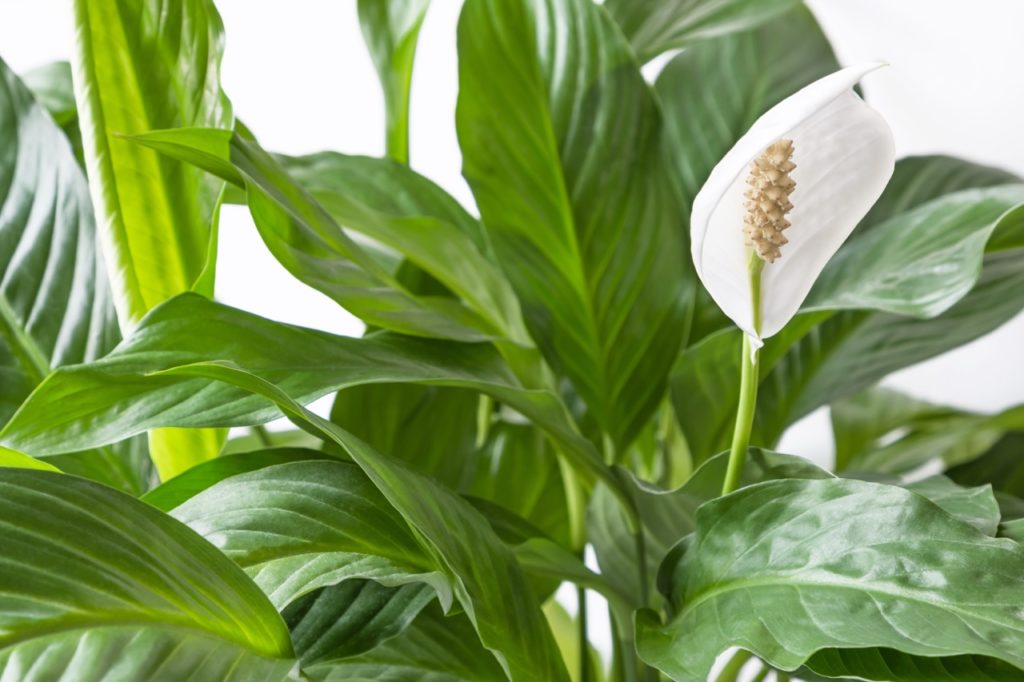 peace lily plant with large ruffled leaves and a white spathe with a cream spadix growing indoors