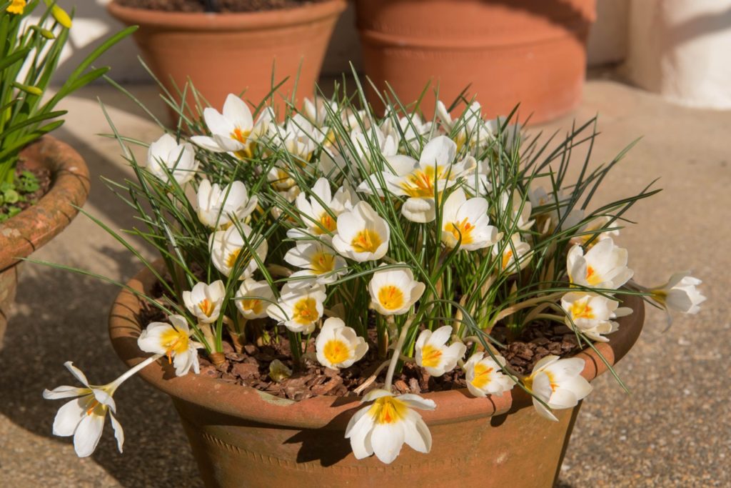 crocus 'snow bunting' plant growing in a clay container