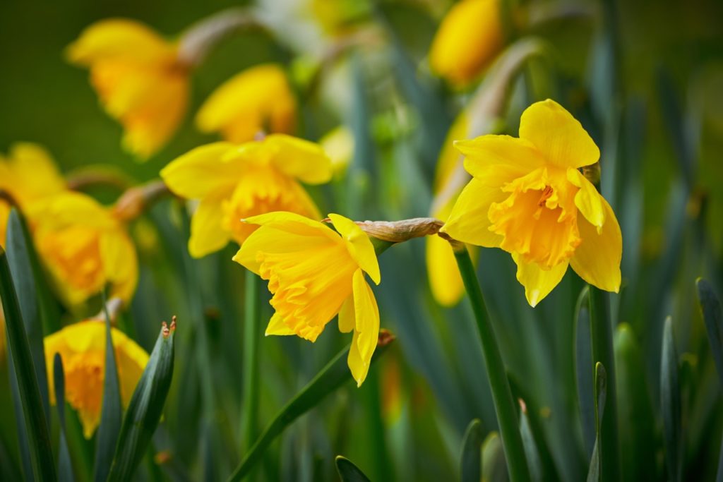 wild daffodils with a yellow trumpet-form and yellow perianth segments atop of tall stems
