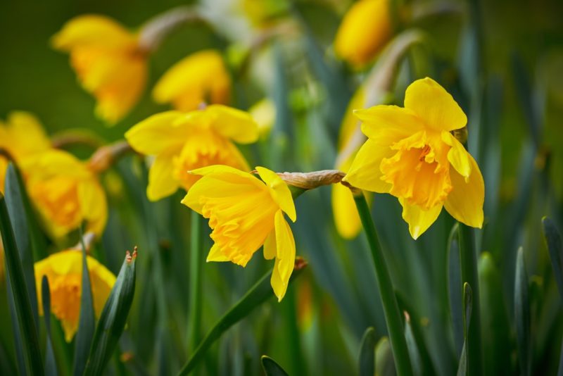 19 Fantastic Flowers To Plant In September Horticulture.co.uk