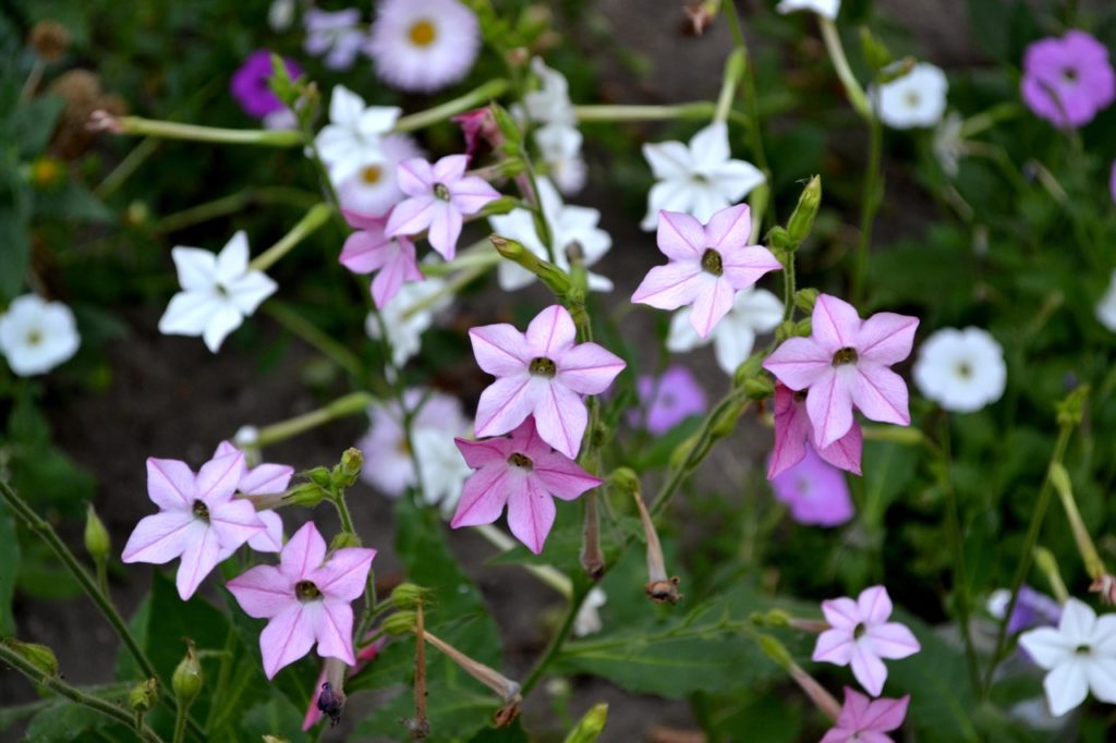 perennial Nicotiana alata plant with pink and white blooms shaped like stars