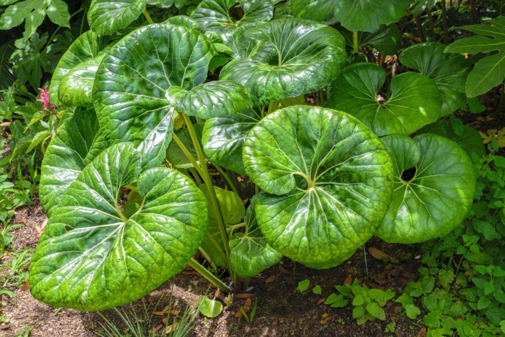large kidney-shaped leaves from a leopard plant growing in sunlight