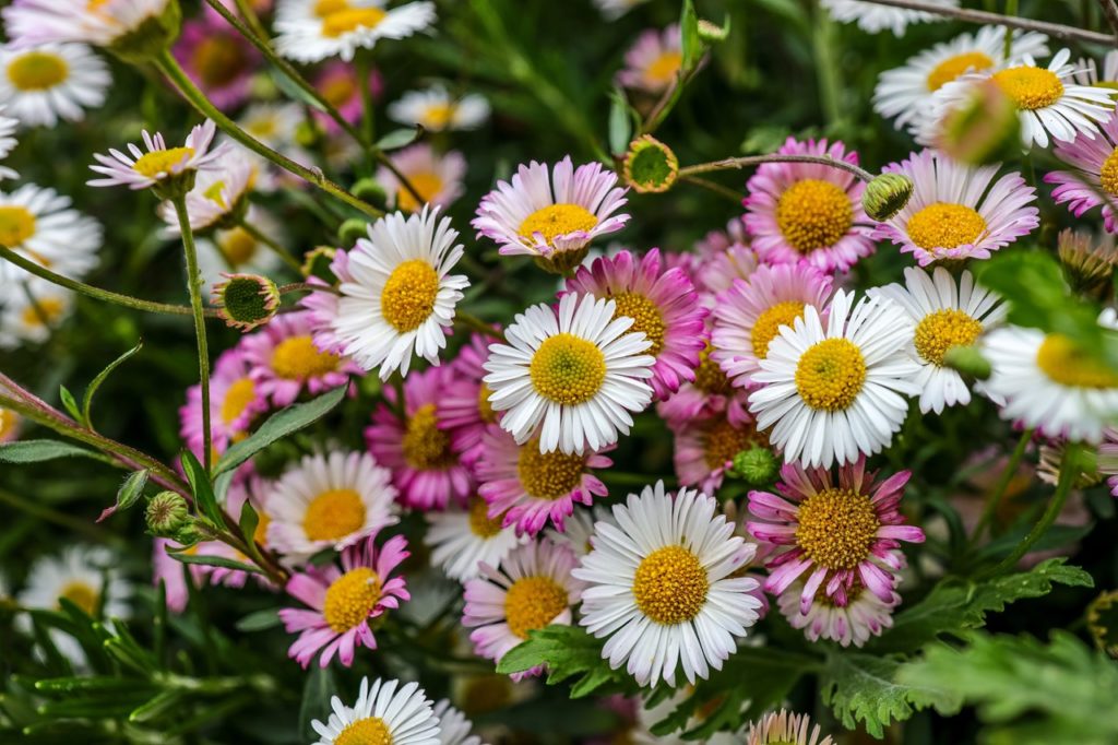 white and pink flowering Mexican fleabane plants with yellow centres