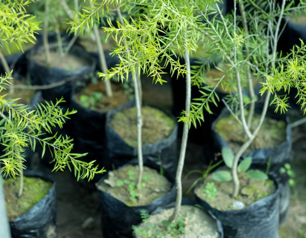 Callistemon cuttings that have been propagated in individual pots