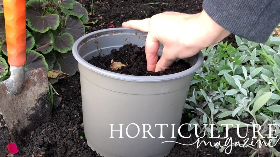 hand shown planting a tiny saxifraga bulb into a container filled with compost