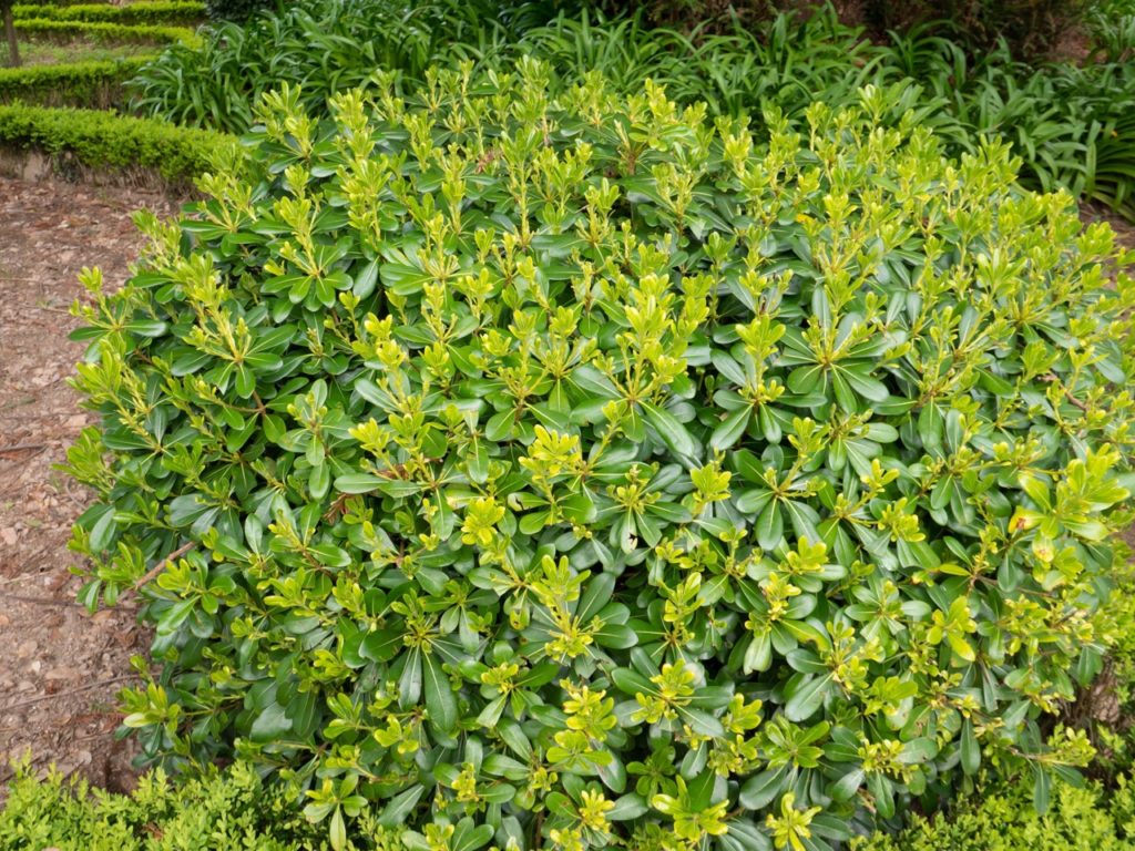 pittosporum shrub that has been pruned into a rounded shape