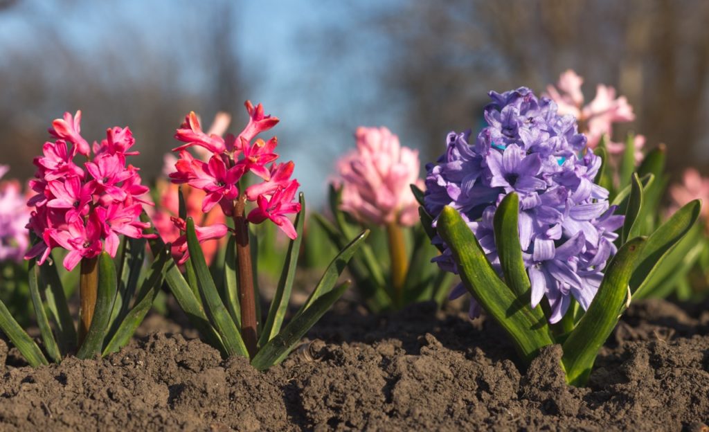 small pink and lilac coloured blooms of hyacinths growing from the ground