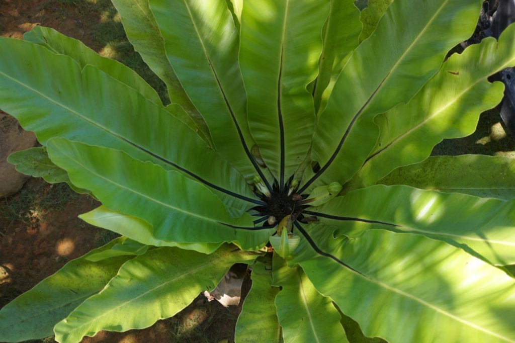 asplenium nidus plant with long tall wavy leaves growing from a black centre outside