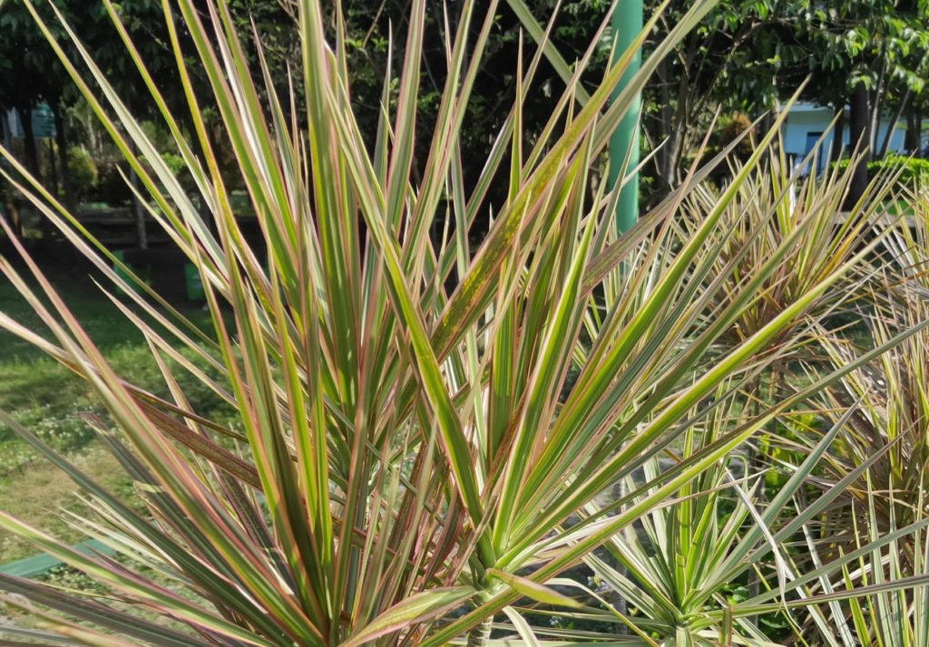 cabbage palm 'albertii' shrub with green leaves that are edged with a bronzy-red colour