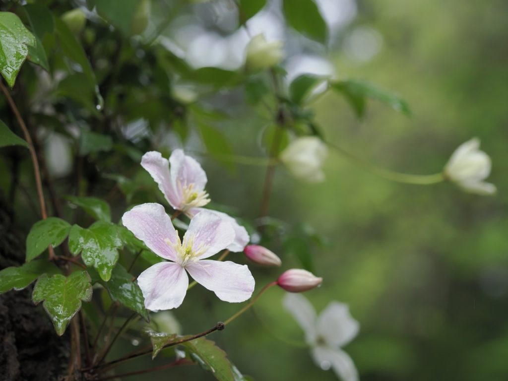 pale pink-white clematis Montana flowers with yellow centres and dark green leaves covered in raindrops