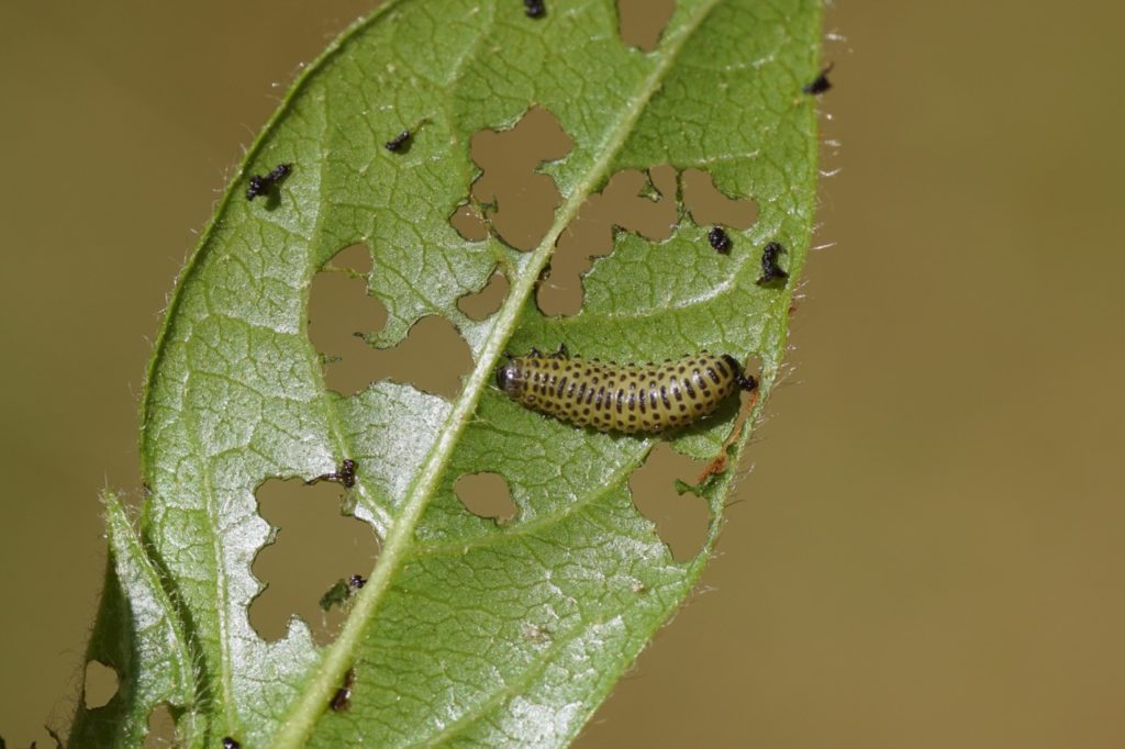 close-up of a green and black viburnum beetle larvae on the surface of a hole-covered laurustinus leaf