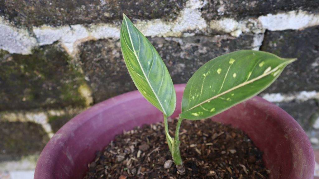 dumb cane seedling with green leaves spotted with cream growing from an outdoor plant pot