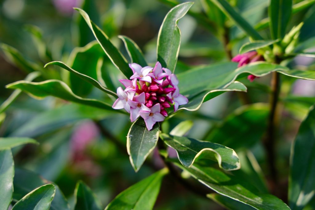a daphne shrub with a long stem with green leaves that are edged in a creamy-white