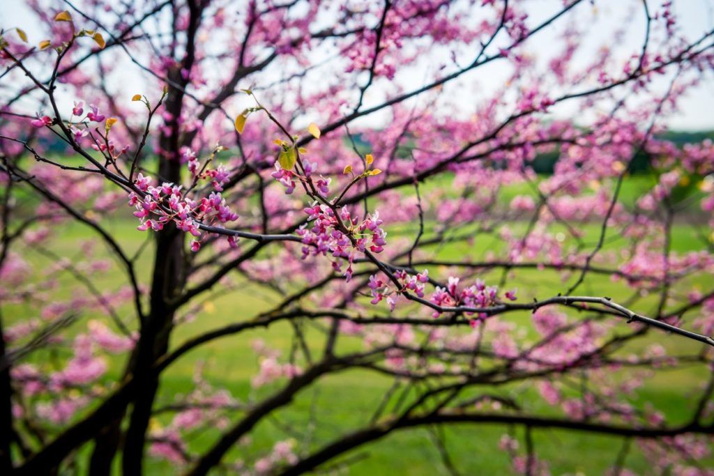 dark branches from a Judas tree with pink flowers and a green field in the background