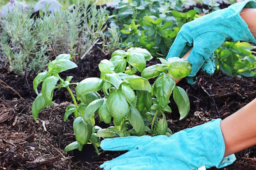 a small basil plant being planted in front of a small lavandula shrub
