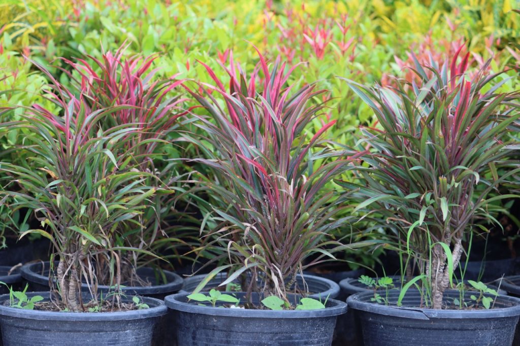 red and green variegated leaves from potted cabbage palm plants growing in a row
