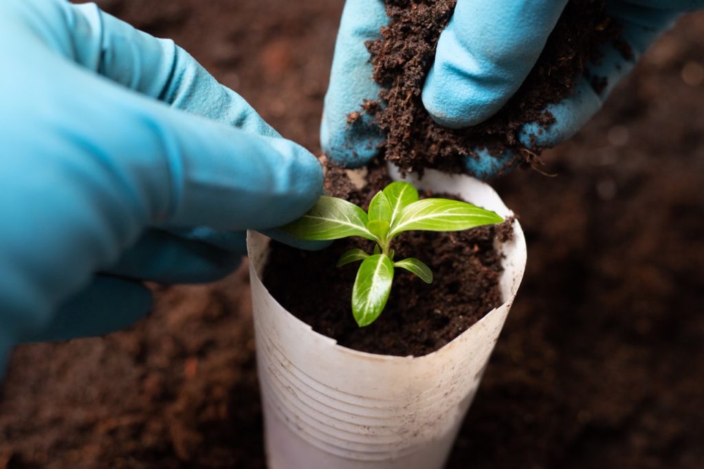 periwinkle seedling growing in a small plastic cup being filled with more compost