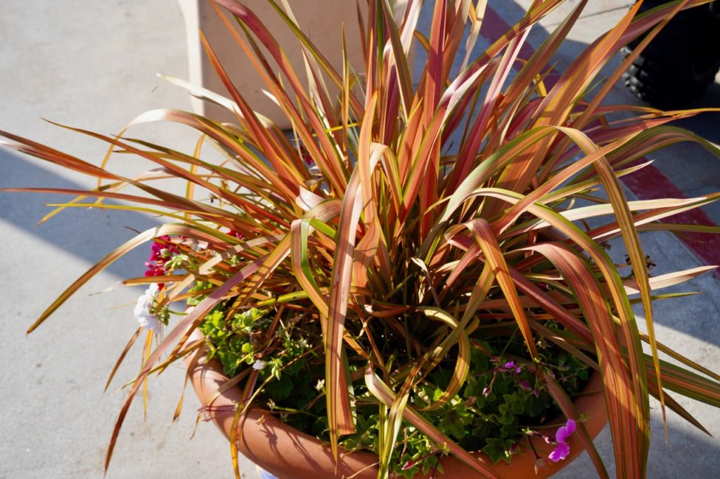 cordyline plant with green, yellow and red leaves growing in a terracotta coloured pot