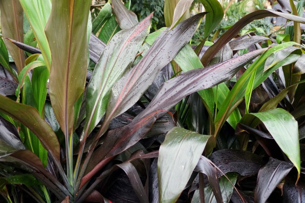 purple and green leaved cordyline plants covered in raindrops