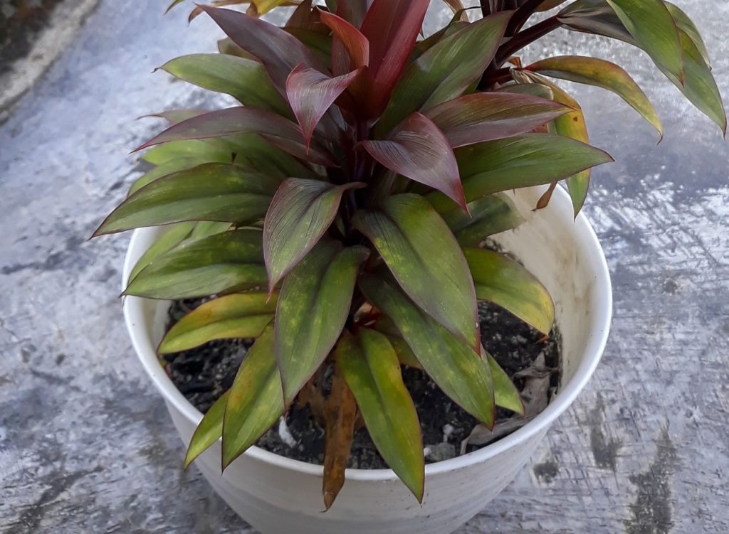 cordyline plant with purple and green leaves that are starting to wilt and droop growing in a white container
