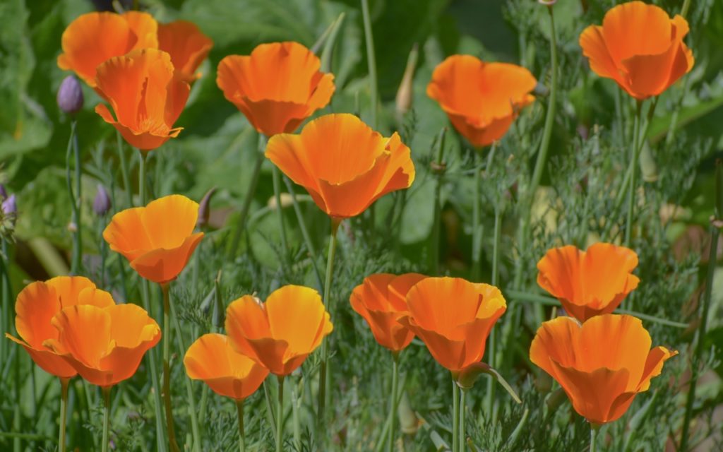 a cluster of orange California poppies growing from tall stems