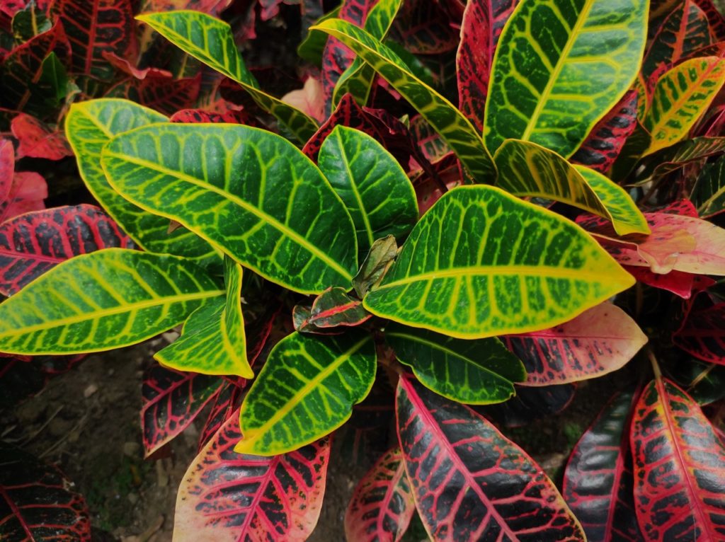 green, yellow, pink and black variegated croton leaves growing outside