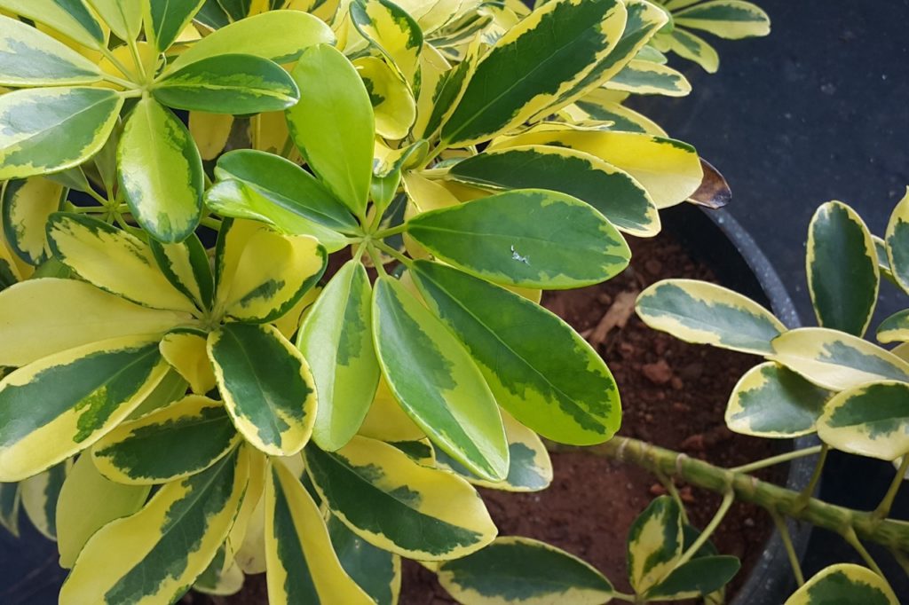 green and yellow variegated leaves from a Schefflera arboricola houseplant growing in a pot