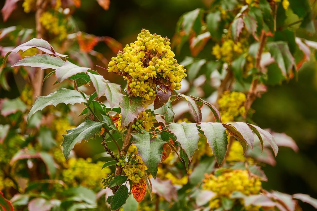 tiny yellow flowering clusters growing on a mahonia plant with spiky green and red tinged leaves growing outdoors