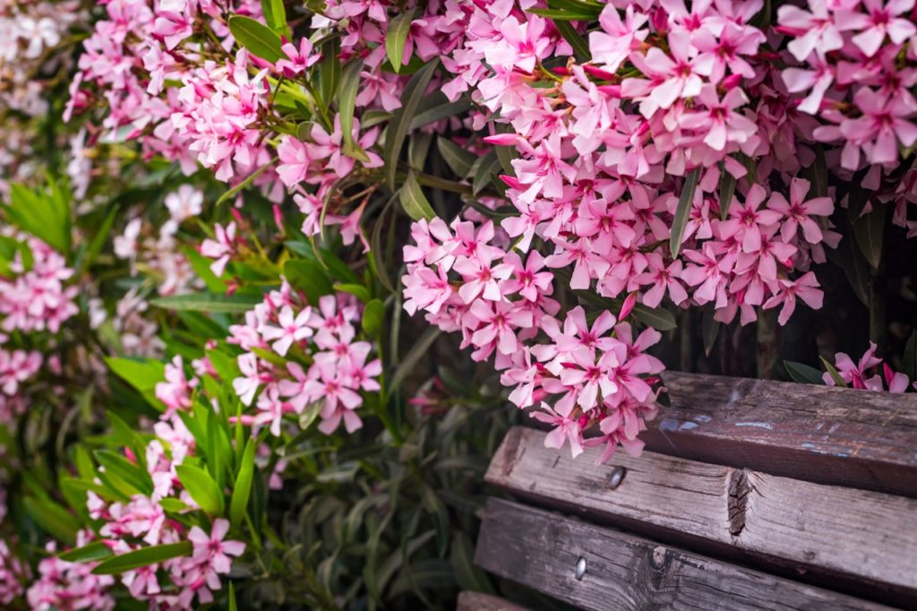 many clusters of star-shaped pink flowers growing from an oleander plant that is growing around a wooden bench