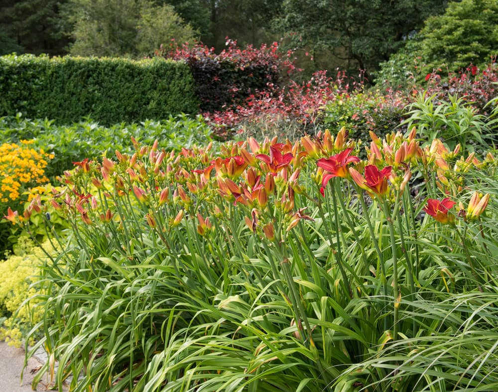 Hemerocallis 'Scarlet Oak' growing in a perennial border in a large garden