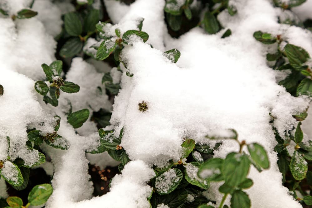 California Lilac shrub covered in snow during the winter