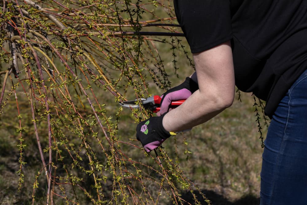red secateurs being used by a gardener to trim branches from a willow tree