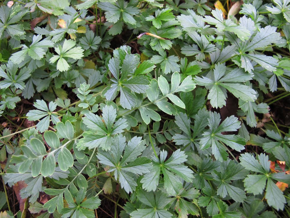 ground creeping foliage of Potentilla neumanniana