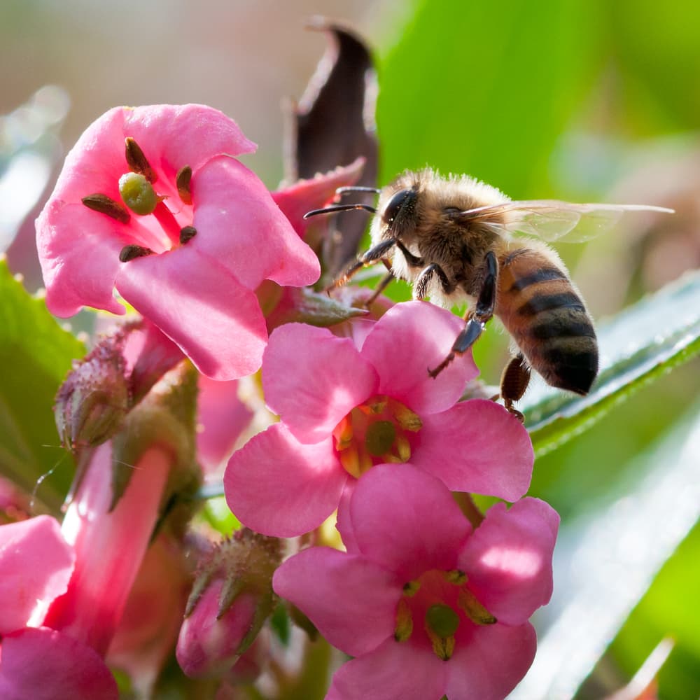 bee sat on the flowers of a redclaws plant