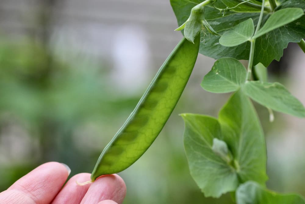 hand holding a mangetout pod at its base ready for picking