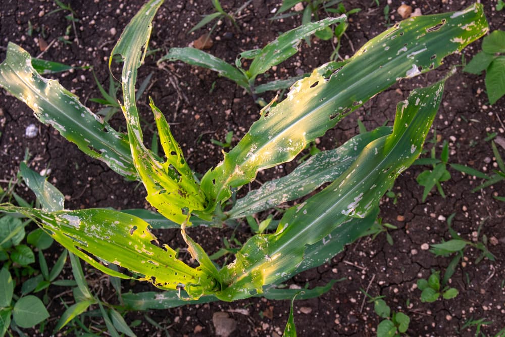 a young sweet corn plant decimated by pests, with much of the plant foliage discoloured and covered in holes