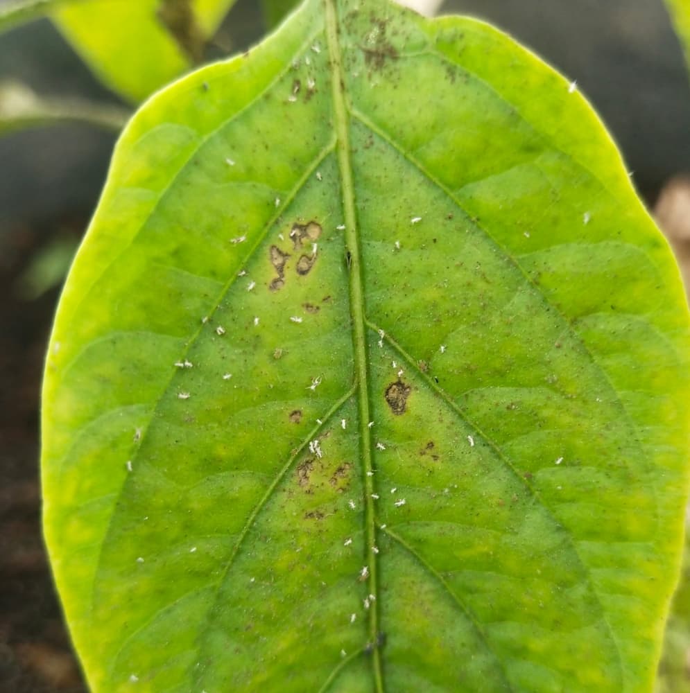 tiny white aphids shown on the surface of a bell pepper plant leaf