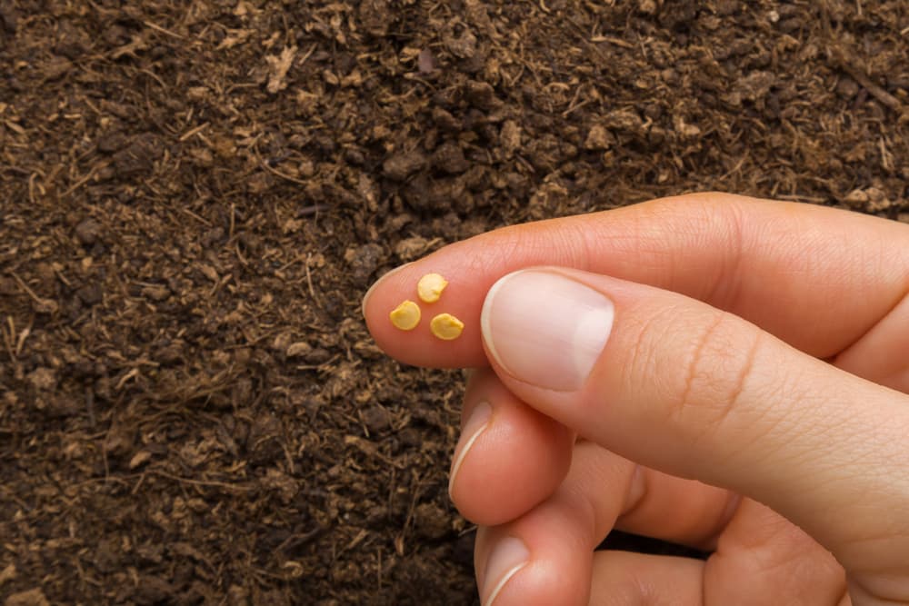 hand showing three dry yellow chilli seeds ready to be planted into soil