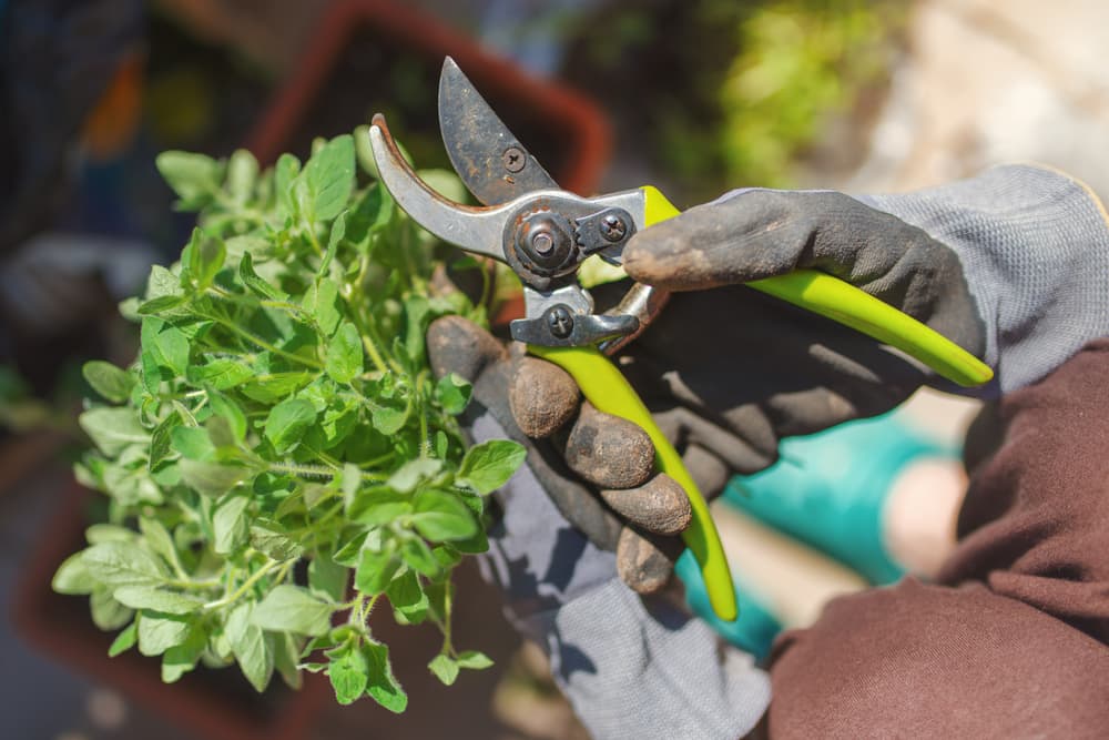 gloved hands showing a fistful of Origanum cuttings and a pair of yellow secateurs