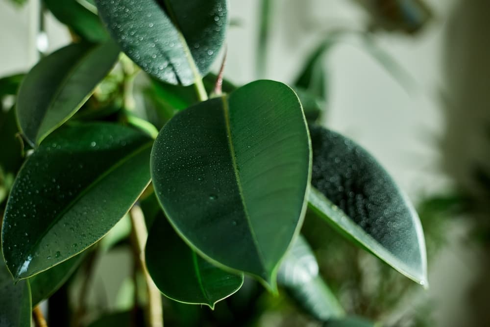 green leaves of a rubber plant freshly sprayed with water
