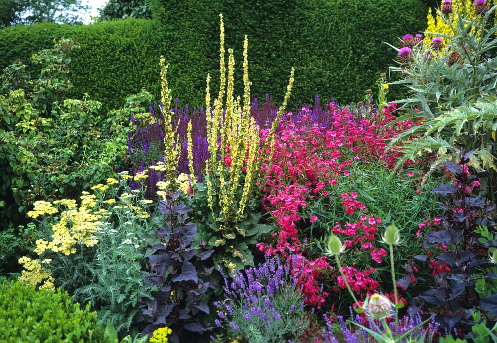 herbaceous border in a country garden with many upright flowering plants