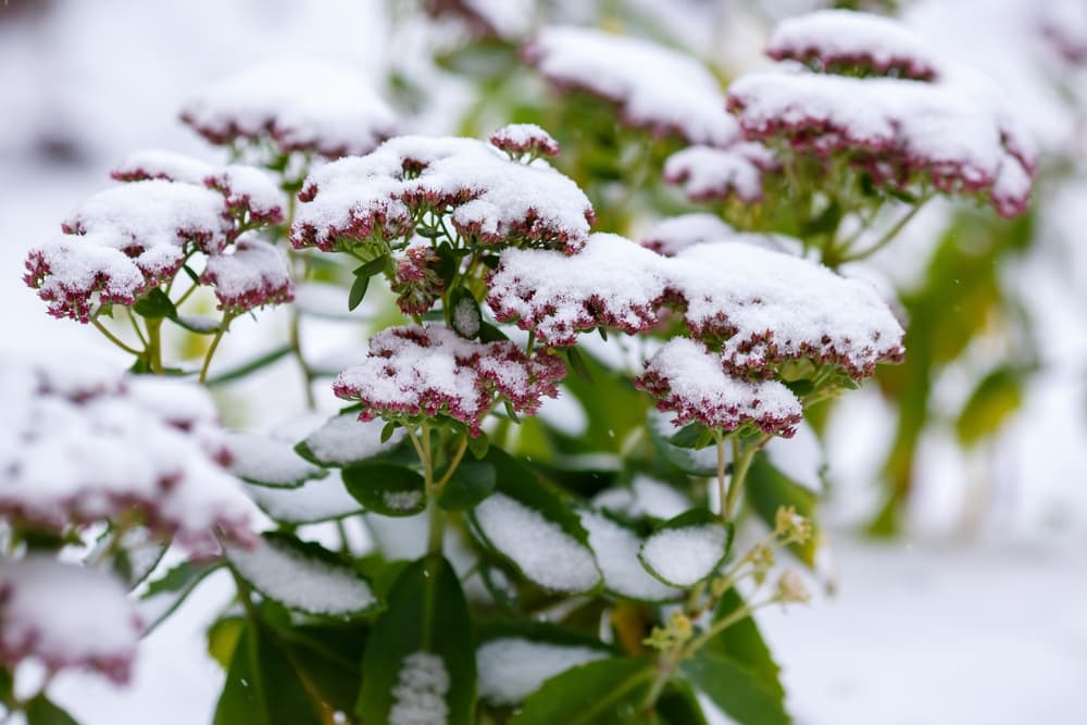 evergreen orpine covered in snow in a winter garden