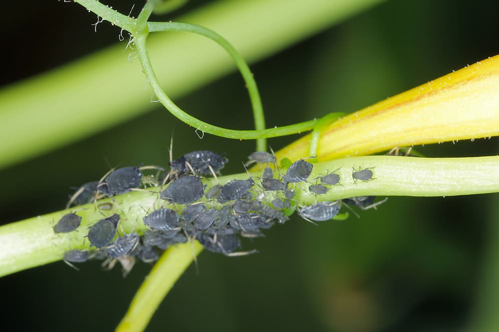magnified view of blackfly grouped on the stem of a bean plant